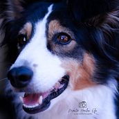 Mi Proyecto del curso: Fotografía lifestyle de perros. Photograph, Portrait Photograph, Instagram Photograph, Documentar, Photograph, Lifest, and le Photograph project by Marta Hernández - 07.19.2021