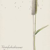 Nature Art Journal. Un proyecto de Ilustración tradicional de Doris Vetterling - 19.07.2021