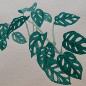 Monstera adansonii Ein Projekt aus dem Bereich Aquarellmalerei von Monalisa Teixeira - 20.07.2021