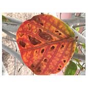 Mi Proyecto del curso: Encuadernación sin pliegues de tu obra gráfica. Un progetto di Artigianato, Belle arti, Rilegatura e DIY di nestdiaz7 - 20.07.2021