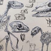 Bone Studies. Traditional illustration, Sketching, Creativit, Drawing, and Sketchbook project by Andrada Aurora Hansen - 07.20.2021