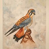 Mi Proyecto del curso: Ilustración naturalista de aves con acuarela. Traditional illustration, Watercolor Painting, Realistic Drawing, and Naturalistic Illustration project by alexeypilla_lp - 07.21.2021