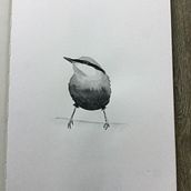 Project Watercolor Illustrating Birds course from Sarah Stokes. Traditional illustration, Watercolor Painting, Realistic Drawing, and Naturalistic Illustration project by Barbara - 07.27.2021