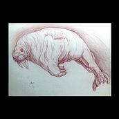 Walrus Studies. Un progetto di Disegno, Illustrazione tradizionale e Belle arti di mjthetrex - 12.10.2020