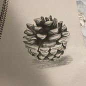 Sketch of a pine cone. Traditional illustration project by mzcas - 07.23.2021