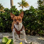 Mi Proyecto del curso: Fotografía lifestyle de perros🐶. Een project van Fotografie, Portretfotografie, Fotografie voor Instagram,  Documentairefotografie, Lifest y le fotografie van Carolina Soriano - 22.07.2021