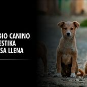 BranDog - La red social de nuestras mascotas . Creativitate, Publicitate și Consultanță creativă de Alexis Acosta - 07.27.2021