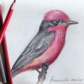 Pájaros que habitan Córdoba. Traditional illustration, Drawing, Sketching, and Sketchbook project by Natalia Bustos - 07.27.2021