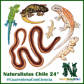 Afiche 24° semana #CuarentenaConCiencia. Traditional illustration, Realistic Drawing, Naturalistic Illustration, Graphic Design, and Collage project by Jorge Polanco Jimenez - 10.09.2020