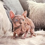 Sphynx Cat. 3D, Photograph, Post-production, 3D Modeling, 3D Character Design, and Sculpture project by Nina Marie - 06.06.2021