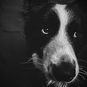 Mi Proyecto del curso: Fotografía lifestyle de perros  @musellnegre. Photograph, Portrait Photograph, Instagram Photograph, Documentar, Photograph, Lifest, and le Photograph project by laiaserra44 - 07.29.2021