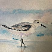 Playero Blanco, aves del Noroeste de Mexico. Traditional illustration, Watercolor Painting, Realistic Drawing, and Naturalistic Illustration project by Victoria Alicia PHELTS Ramos - 07.26.2021