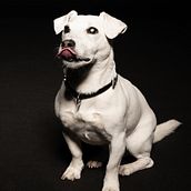 Il mio progetto del corso: Introduzione alla fotografia di cani. Photograph, Portrait Photograph, Studio Photograph, Documentar, Photograph, Lifest, le Photograph & Interior Photograph project by Simone Mazzei Ph - 07.30.2021