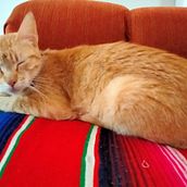 COMO PERROS Y GATOS. Un projet de Photographie, Photographie de portrait, Photographie pour Instagram, Photographie documentaire, Photographie lifest , et le de Yunuen Espinosa Cazares - 31.07.2021