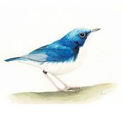 Naturalist Bird Illustration with Watercolors course. Traditional illustration, Watercolor Painting, Realistic Drawing, and Naturalistic Illustration project by HIROMI MORITAKA - 07.29.2021