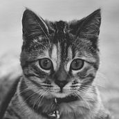 My project in Professional Woodworking for Beginners course. Arts, Crafts, Furniture Design, Making, Interior Design, DIY, and Woodworking project by Logan Christiansen - 07.31.2021