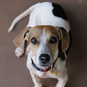 Meu projeto do curso: Fotografia lifestyle de cachorros . % Nayara Yoshie Sano tarafından hazırlanan Fotoğrafçılık, Portre Fotoğrafçılığı, Instagram Fotoğrafçılığı, Belgesel Fotoğrafçılık, Ve Yaşam Tarzı Fotoğrafçılığı projesi - 08.01.2021