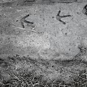 Angus Farm. Photograph project by Oonagh Devoy - 08.03.2021