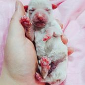 veterinary medicine + photography. Photograph, and Digital Photograph project by Eileen Dahl-skog - 08.04.2021