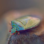 Mi Proyecto del curso: Introducción a la fotografía macro Foto por Galo Quiroz . Projekt z dziedziny Fotografia, Fotografia produktowa, Fotografia stud, jna, Fotografia c i frowa użytkownika Galo Eduardo Quiroz Serrano - 04.08.2021