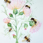 My project in Illustrating Nature: Feathery Thistles and Bees. Un progetto di Illustrazione tradizionale, Pittura, Pittura ad acquerello e Illustrazione naturalistica di Sarah - 04.08.2021