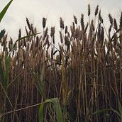 Rendere visibile l'invisibile. Photograph project by Antonella Forte - 08.05.2021