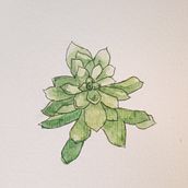 My project in Botanical Sketchbooking: A Meditative Approach course. Un progetto di Illustrazione tradizionale, Bozzetti, Disegno, Pittura ad acquerello, Illustrazione botanica e Sketchbook di tulipkari - 05.08.2021