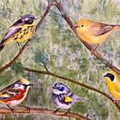 Mon projet du cours : Techniques artistiques d'aquarelle pour illustrer les oiseaux. Traditional illustration, Watercolor Painting, Realistic Drawing, and Naturalistic Illustration project by Nathalie Hamel - 08.06.2021