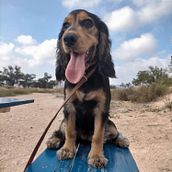 Mi Proyecto del curso: Fotografía lifestyle de perros. Un projet de Photographie, Photographie de portrait, Photographie pour Instagram, Photographie documentaire, Photographie lifest , et le de elena ros - 06.08.2021