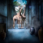 Jirafas Extraviadas. Photograph, Photograph, Post-production, VFX, Photo Retouching, Fine-Art Photograph, Photographic Composition, and Photomontage project by Argeny Brito - 08.07.2021