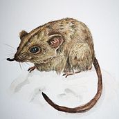 Mein Kursprojekt: Wissenschaftliche Tierillustration mit Aquarell. Un projet de Illustration traditionnelle, Aquarelle, Dessin réaliste et Illustration naturaliste de janinesand - 07.08.2021