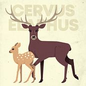 Animaux Ardennais. Traditional illustration, Graphic Design, Vector Illustration, and Digital Illustration project by Claire - 08.07.2021
