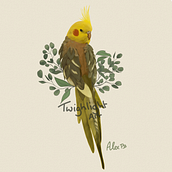 Cockatiel Commission Ein Projekt aus dem Bereich Traditionelle Illustration von Alex Park Brisbin - 08.08.2021