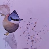 Meu projeto do curso: Técnicas expressivas de aquarela para ilustração de pássaros. Un projet de Illustration traditionnelle, Aquarelle, Dessin réaliste et Illustration naturaliste de amaral_beto_07 - 08.08.2021