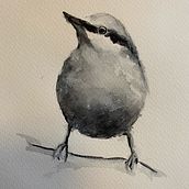 My project in Artistic Watercolor Techniques for Illustrating Birds course. Un projet de Illustration traditionnelle, Aquarelle, Dessin réaliste et Illustration naturaliste de Tarja Jakunaho - 08.08.2021