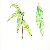 My project in Botanical Illustration with Watercolors course. Traditional illustration, Fine Arts, Painting, Drawing, Watercolor Painting, and Botanical Illustration project by violeta.mackevicius - 08.08.2021