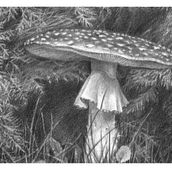 Mushroom drawing (graphics). Traditional illustration, Fine Arts, Painting, and Pencil Drawing project by Julia Chukhryaeva - 08.08.2021