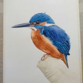 Mi Proyecto del curso: Ilustración naturalista de aves con acuarela Ein Projekt aus dem Bereich Traditionelle Illustration, Aquarellmalerei, Realistische Zeichnung und Naturalistische Illustration von Carolina Petzold Maldonado - 08.08.2021