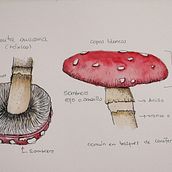 Mi Proyecto del curso: Cuaderno botánico en acuarela. Un projet de Illustration traditionnelle, Aquarelle, Illustration botanique , et Carnet de croquis de Nuria Ogalla - 09.08.2021