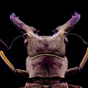 Lucanus Sericeus. MACRO EXTREMO. Un projet de Photographie de portrait, Photographie, Photographie de studio , et Photographie documentaire de Sergio Gómez - 10.08.2021