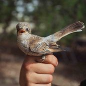 Avifauna  . % Diego Arnaldo Angulo Ysla tarafından hazırlanan Belgesel Fotoğrafçılık projesi - 07.31.2021