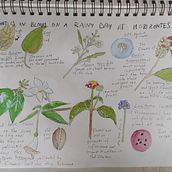 Nature Journal. Traditional illustration, and Sketching project by jennifersarahpowers - 08.12.2021