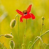 Amapolas. Un progetto di Fotografia di Albert Torrent - 30.04.2020