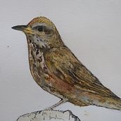 My project in Artistic Watercolor Techniques for Illustrating Birds course. Traditional illustration, Watercolor Painting, Realistic Drawing, and Naturalistic Illustration project by Tanya simpson - 08.12.2021