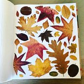 Pressing plants. Botanical Illustration project by Maaike de Voogd - 08.13.2021