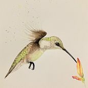 Hummingbird Ein Projekt aus dem Bereich Aquarellmalerei von madarahudson - 11.08.2021