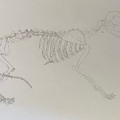 Getting better at cat anatomy . Projekt z dziedziny Trad, c i jna ilustracja użytkownika hw32096 - 14.08.2021