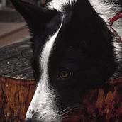 Mi Proyecto del curso: Fotografía lifestyle de perros. Un proyecto de Fotografía, Fotografía de retrato, Fotografía para Instagram, Fotografía documental, Fotografía Lifest y le de Daniela Acuña - 01.08.2021