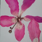 Mi Proyecto del curso: Acuarela botánica: ilustra la anatomía de las flores. Un proyecto de Ilustración tradicional, Bellas Artes, Pintura, Dibujo, Pintura a la acuarela e Ilustración botánica de Marianne Mendoza - 15.08.2021