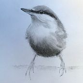 Artistica Watercolour course - birds. Traditional illustration project by josephinetanton - 08.16.2021